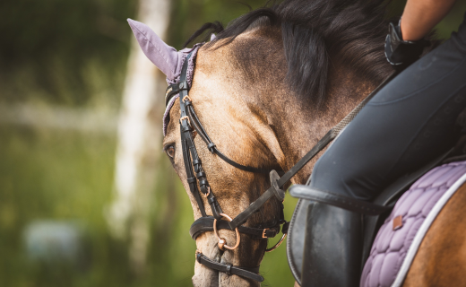 Manege zonder drempels